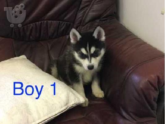 Πωλούνται κουτάβια Siberian Husky